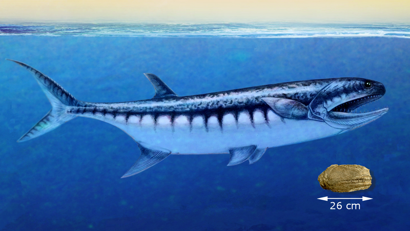 Posible apariencia del recientemente descubierto depredador marino, la Birgeria americana, junto al fósil del cráneo (en el extremo inferior derecho). Ilustración: Nadine Bösch